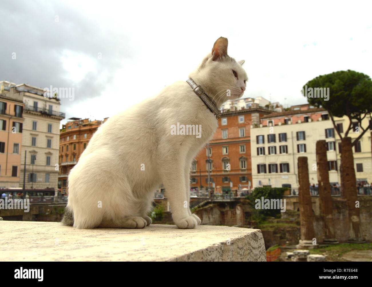 Süße weiße Katze sitzt auf dem Platz Largo di Torre Argentina. In der antiken römischen Ruinen auf der Website von der Ermordung des Gaius Julius Caesar leben viele heimatlose Katzen. Stockfoto