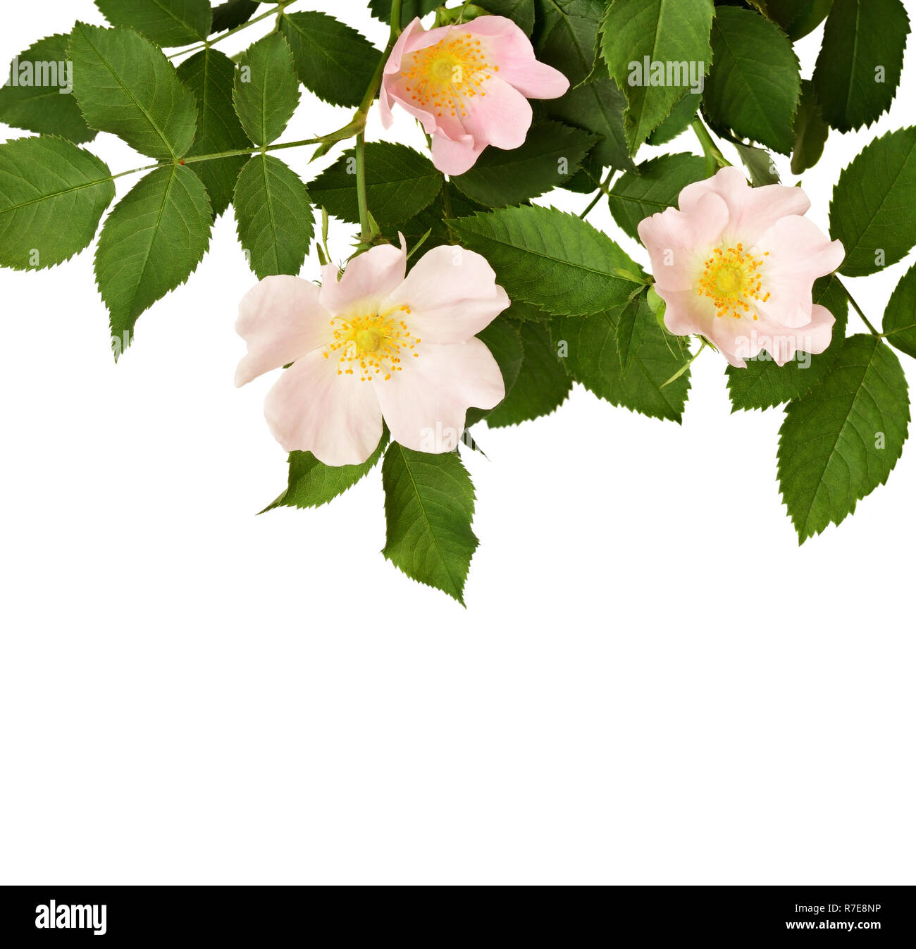 Wild Rose Isolated On White Stockfoto