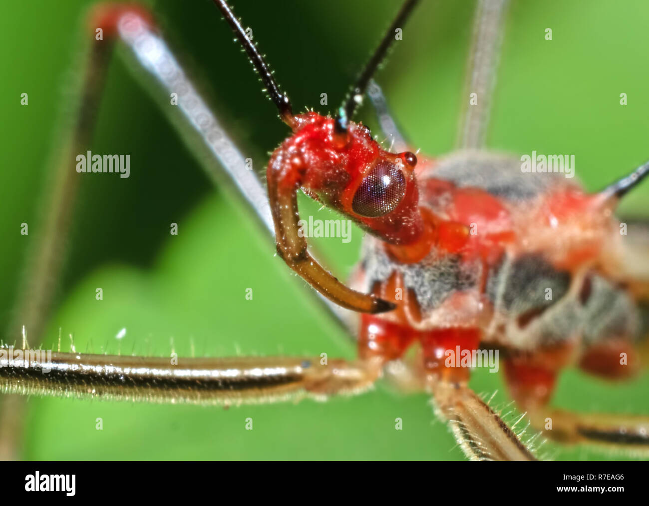 Makrofotografie von Kopf von Assassin Bug auf grünes Blatt Stockfoto