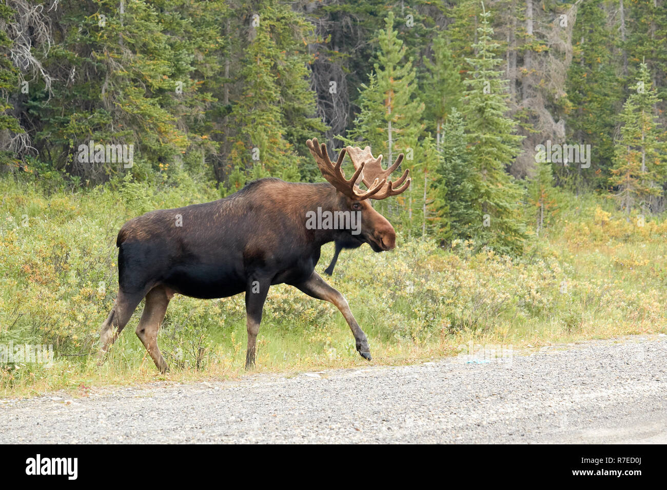 Männliche Elch auf der Straße in Kananaskis Country, Kanada Stockfoto