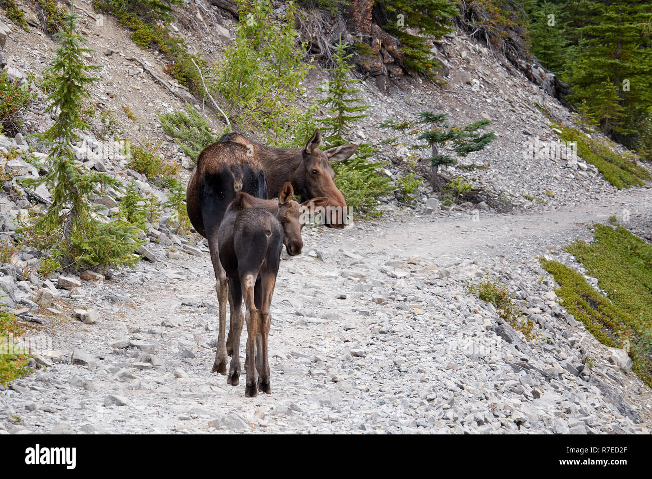 Weibliche Elch mit Kalb in Kananaskis Country, Kanada Stockfoto