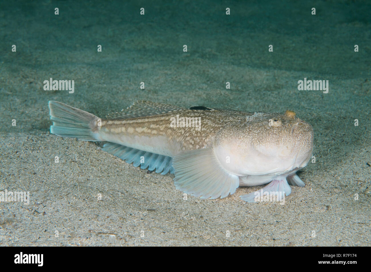 Atlantic Stargazer (Uranoscopus Scaber), Schwarzes Meer, Krim, Ukraine Stockfoto