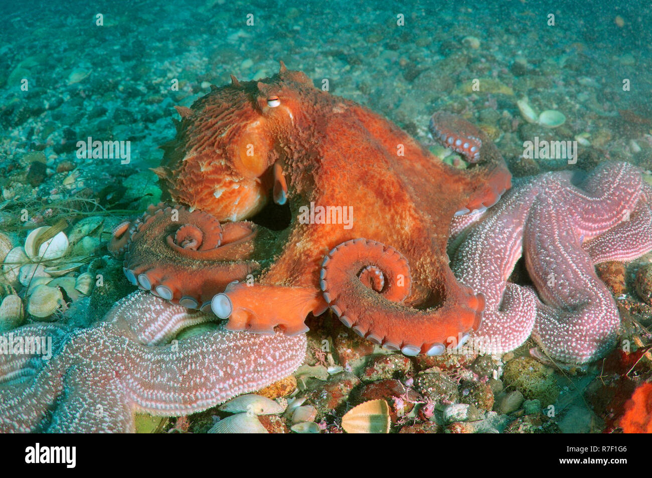 Pazifischer Oktopus, North Pacific Giant Octopus (Enteroctopus dofleini), das Meer von Japan, Primorski Krai, Russland Stockfoto