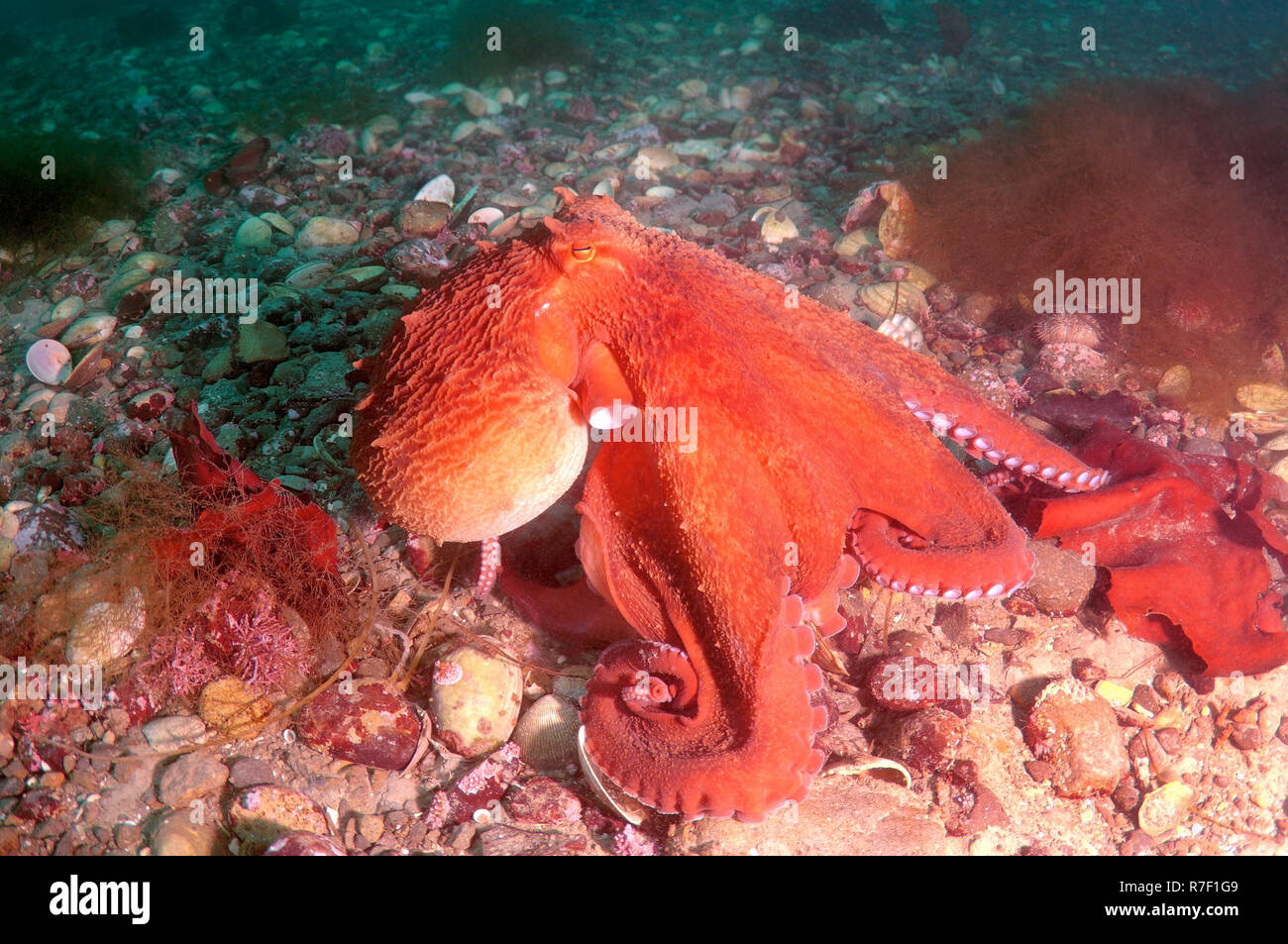 Pazifischer Oktopus, North Pacific Giant Octopus (Enteroctopus dofleini), das Meer von Japan, Primorski Krai, Russland Stockfoto