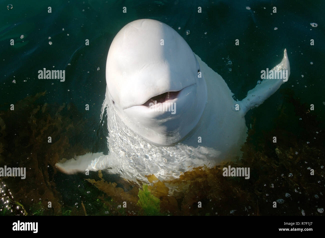 Beluga Wale oder weißen Wal (Delphinapterus leucas), das Meer von Japan, Primorski Krai, Russland Stockfoto