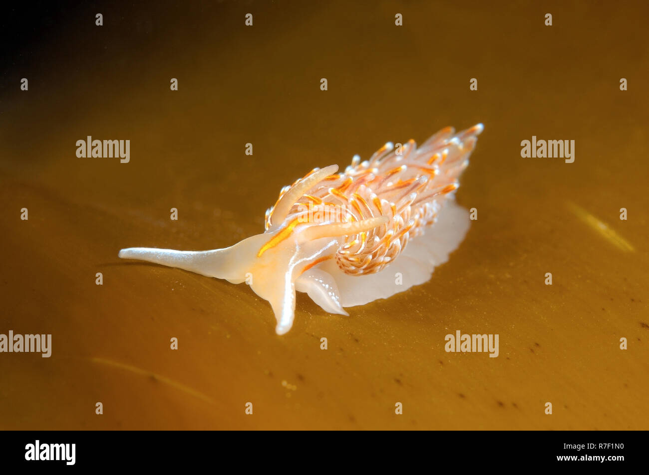 Opaleszierende Sea Slug (Hermissenda crassicornis), das Meer von Japan, Russland Stockfoto