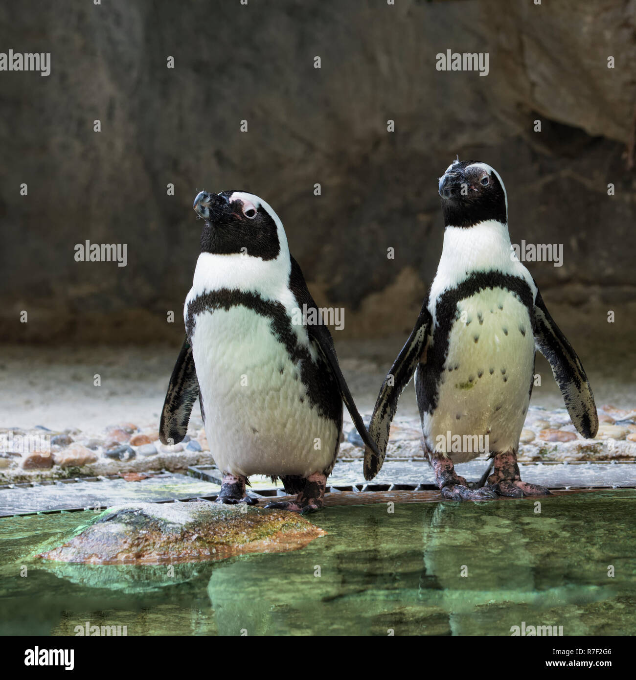 Paar afrikanische Pinguine oder Jackass Pinguine (Spheniscus demersus), Captive Stockfoto