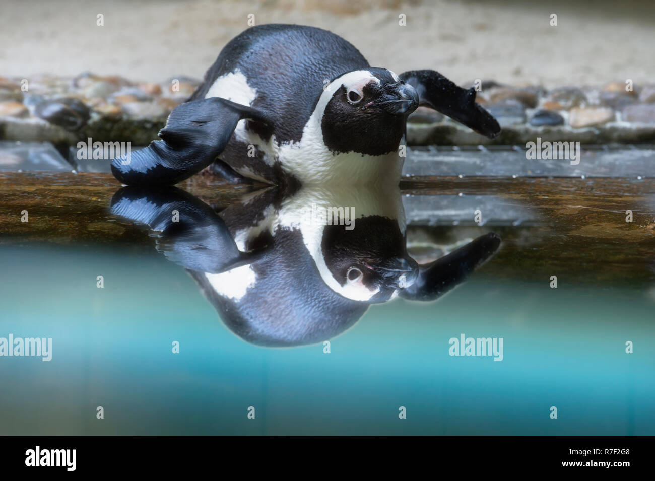 Afrikanische Pinguin oder Brillenpinguine (Spheniscus demersus) im Wasser spiegelt, Captive Stockfoto