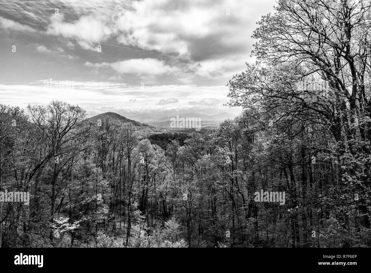 Zarte, knospenden Bäume und trübe Wolken Rahmen mit Blick auf die Blue Ridge Mountains in Asheville, NC, USA Stockfoto