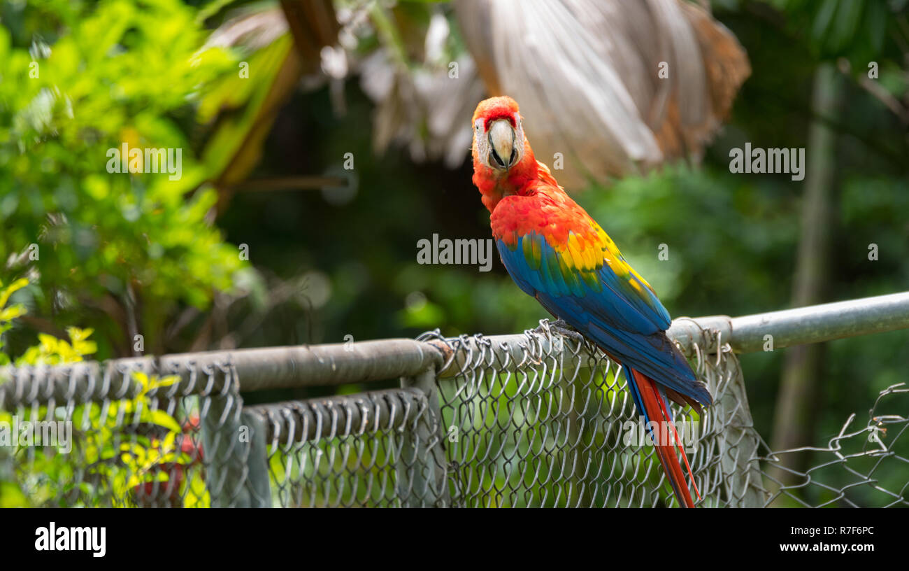 Hellrote Ara (Ara macao), große, rote, gelbe und blaue Zentral- und Südamerikanischen Papageis. Mitglied der großen Gruppe von NEOTROPISCHER Papageien, Aras. Stockfoto