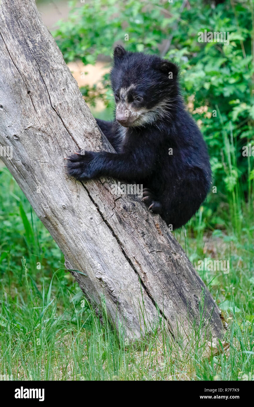 Brillenbär, Anden Bär (Tremarctos ornatus) junge Tier klettern, Captive Stockfoto