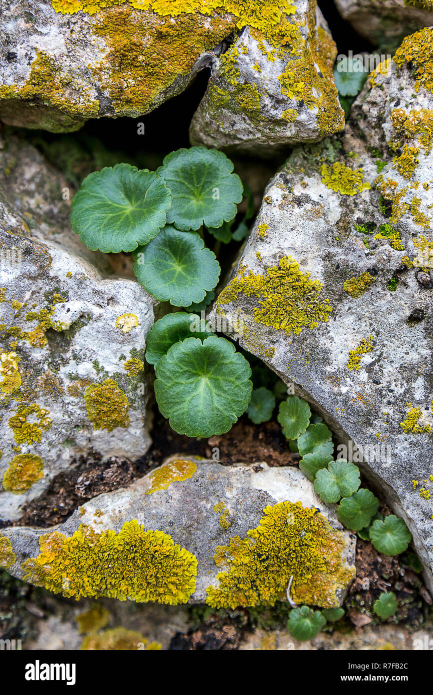 Kleine Pflanzen wachsen in der Mitte der Felsen Stockfoto