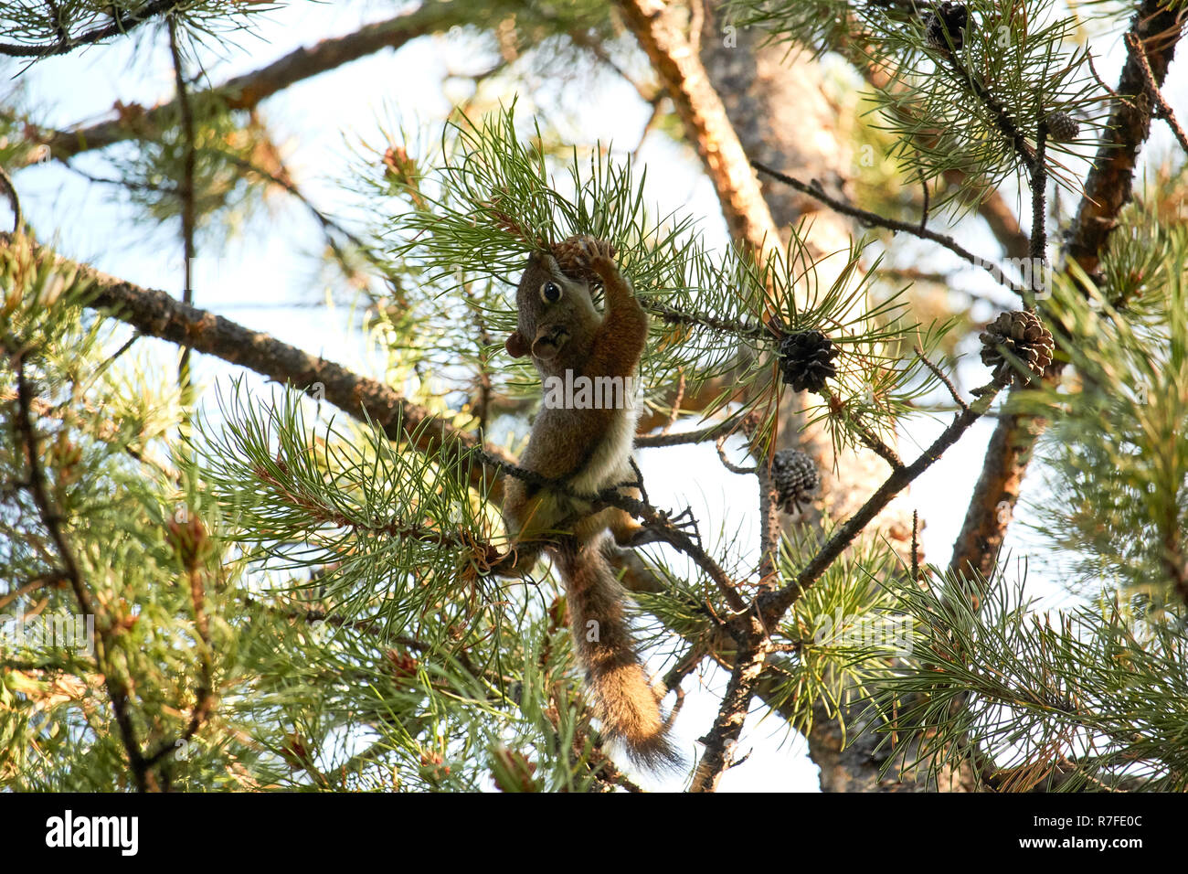 Eichhörnchen auf einem Baum in Jasper NP, Kanada Stockfoto