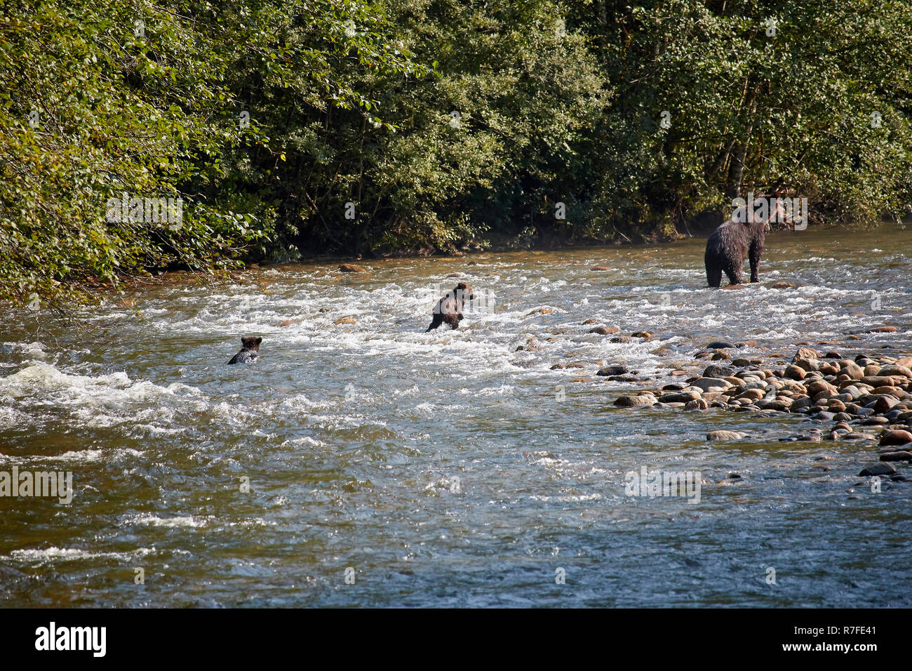 Grizzly Bär Mutter mit Jungtieren, Regenwald, Kanada Stockfoto