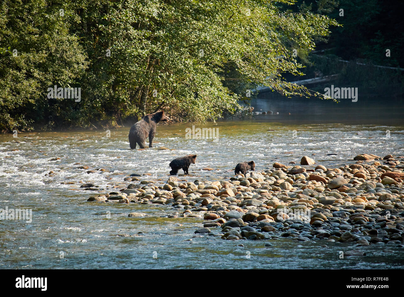 Grizzly Bär Mutter mit Jungtieren, Regenwald, Kanada Stockfoto