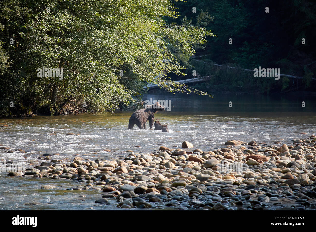 Grizzly Bär Mutter mit Jungtieren, Regenwald, Kanada Stockfoto