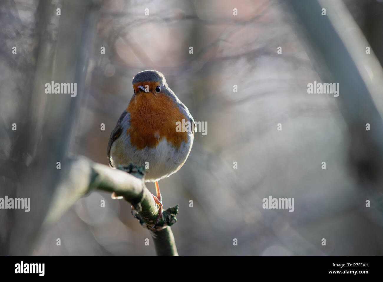 Robin Rotbrust thront im Winter auf einem Ast Stockfoto