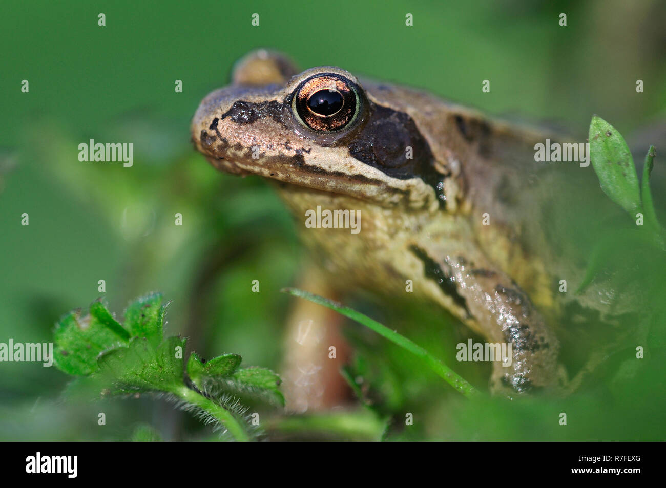 Grasfrosch Stockfoto