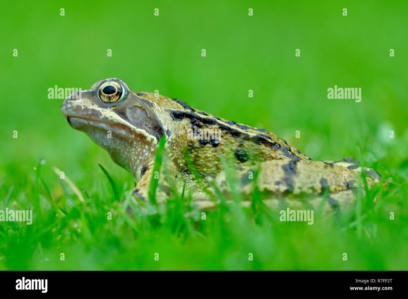 Grasfrosch Stockfoto