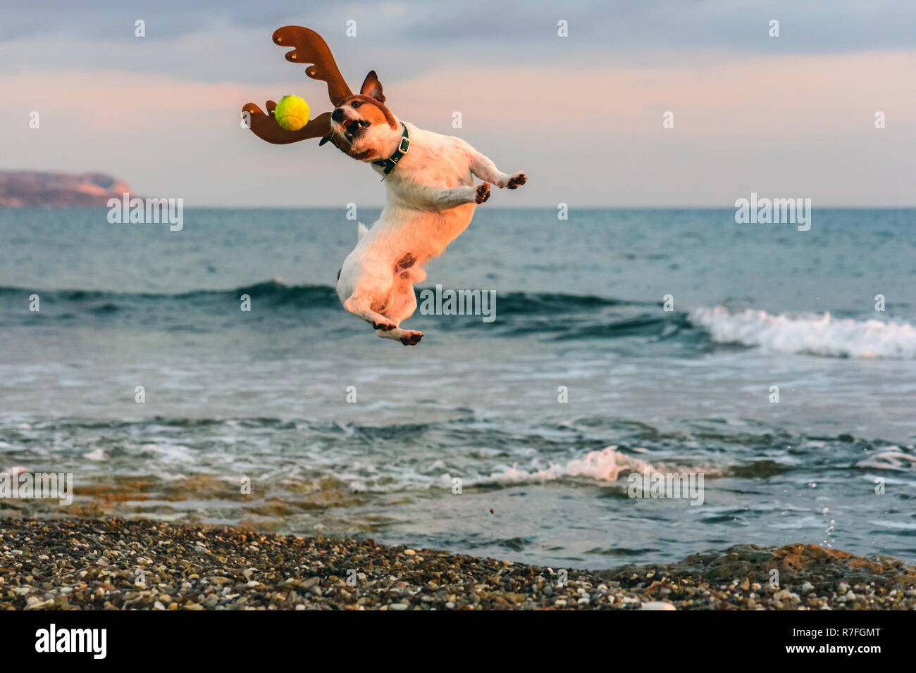 Weihnachten am Strand Konzept mit Hund das Tragen von Rentier Geweih spielen mit Kugel Stockfoto