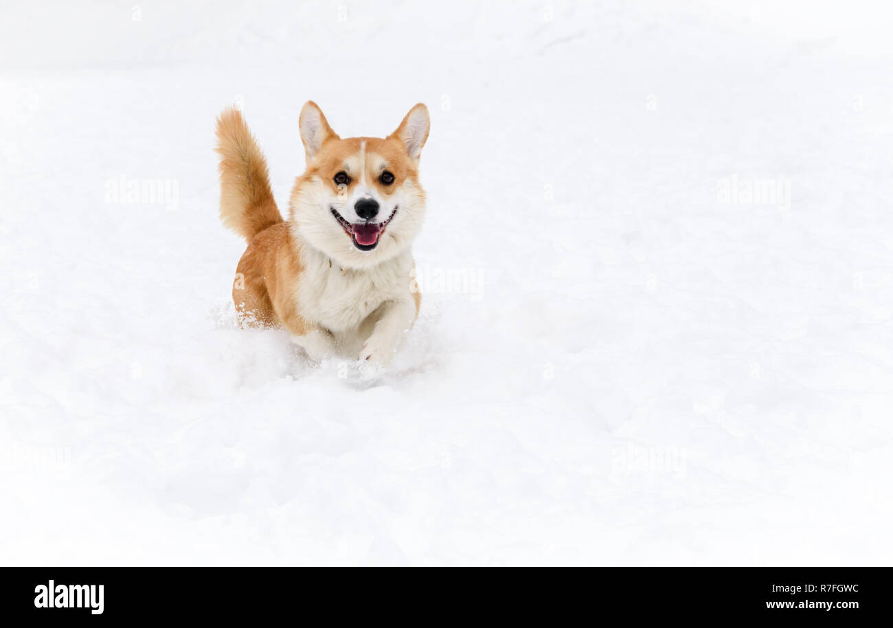 Pembroke Welsh Corgi Hund läuft mit Kamera auf Schnee Stockfoto
