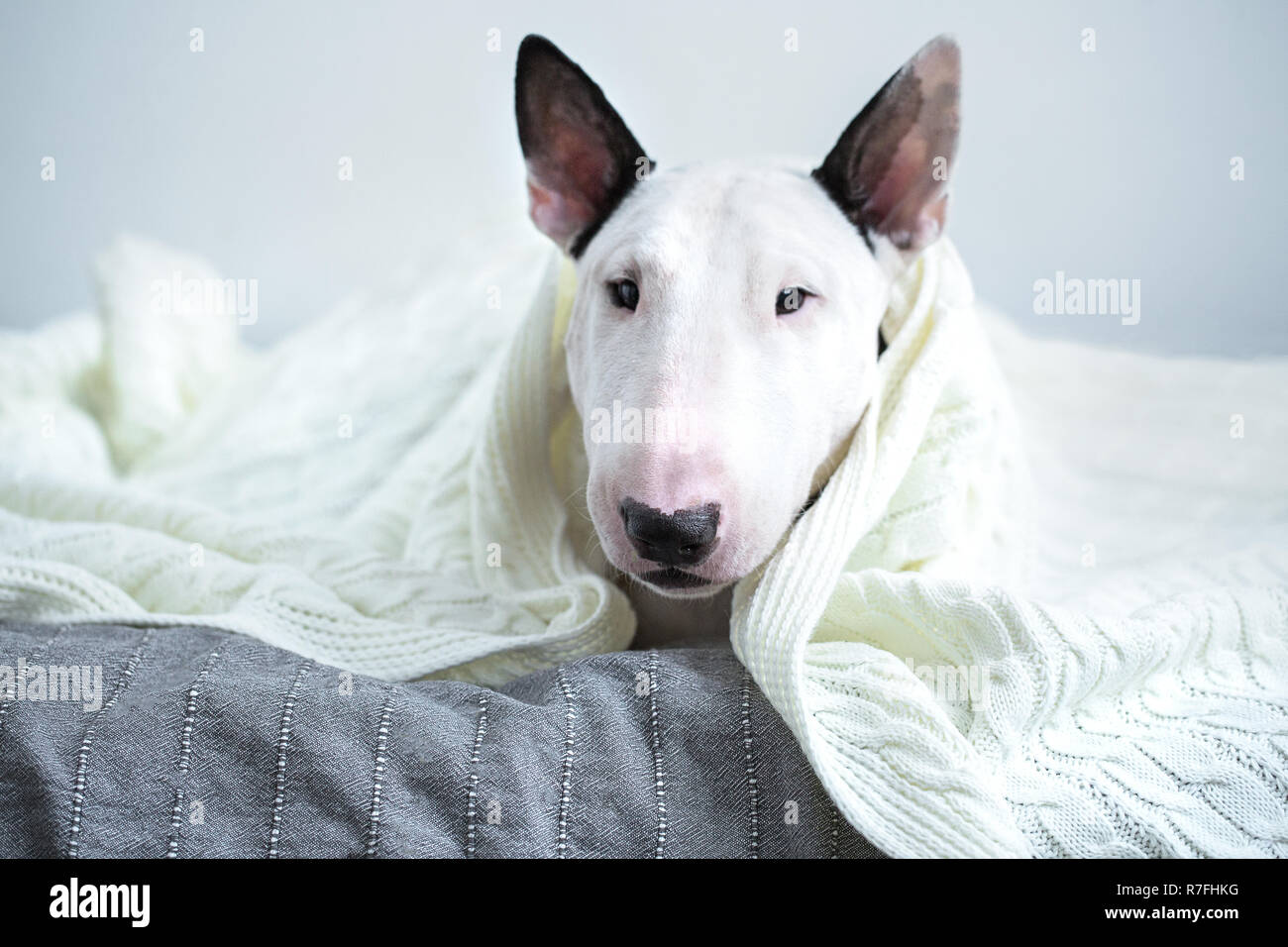 Eine Süße weiße English Bull Terrier ist schlafen auf einem Bett unter  einem weißen gestrickten Decke. Der Winter Kommt Stockfotografie - Alamy