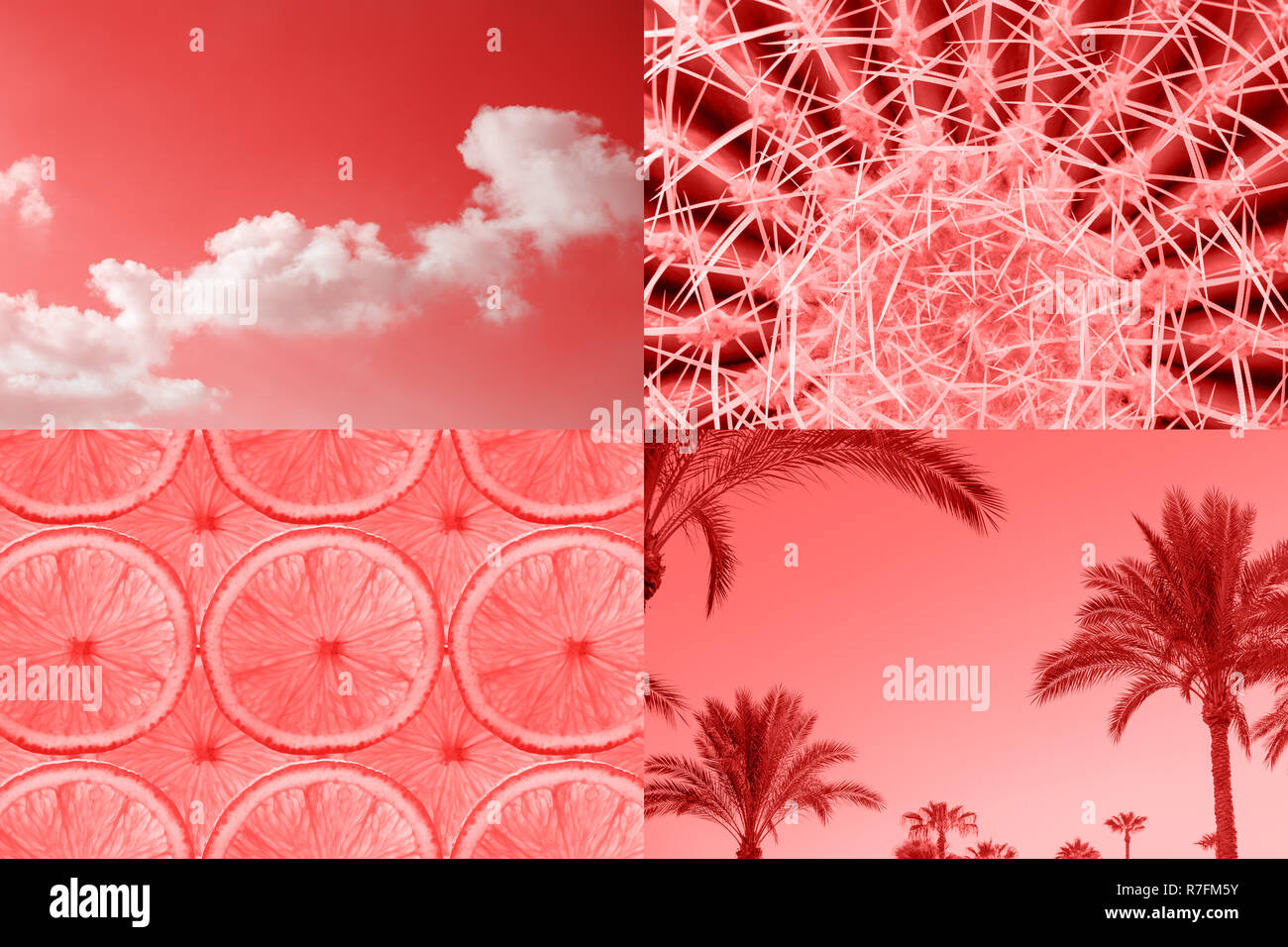 Tropische Ccreative Collage von lebende Koralle Farbe für das Jahr 2019 angespornt. Heißer Sommer Stimmung, Mode minimal. Stockfoto
