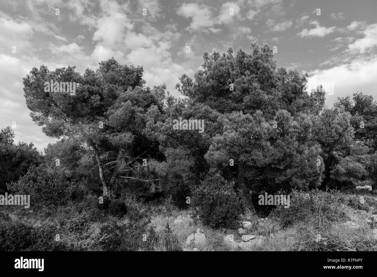 Hohe Bäume in der Natur mit blauen Himmel und Wolken. Schwarz-weiß-Bild. Stockfoto