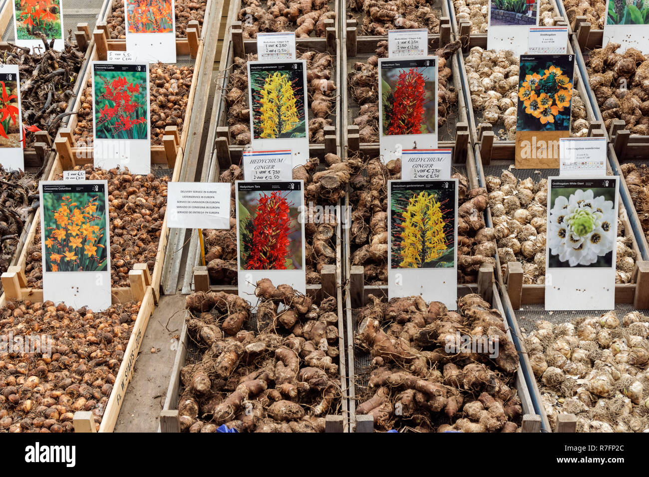 Blumenzwiebeln für den Verkauf auf dem Amsterdamer Blumenmarkt, Amsterdam, Niederlande Stockfoto