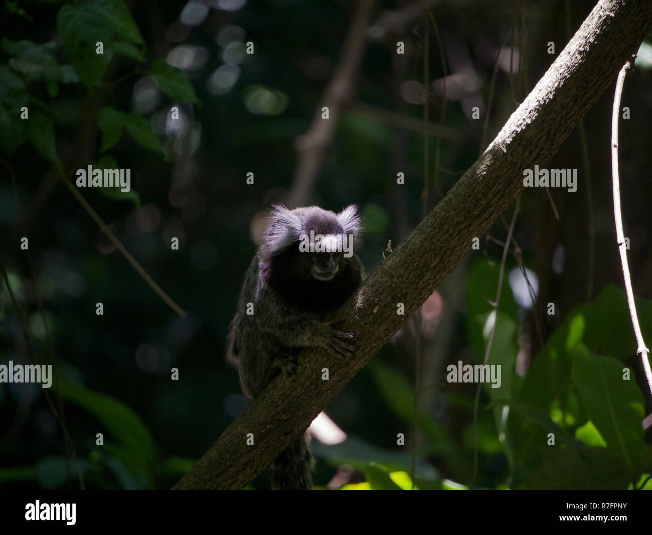 Common Marmoset Klettern ein Zweig tief in einem tropischen Regenwald in Brasilien. Stockfoto