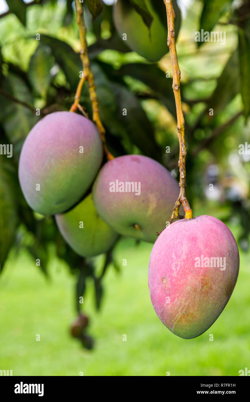 Miami Florida, Davie, Bob Roth's New River Groves, Obststand am Straßenrand, lokale Produkte, Mangobaum, Zweig, tropisch, FL090527094 Stockfoto