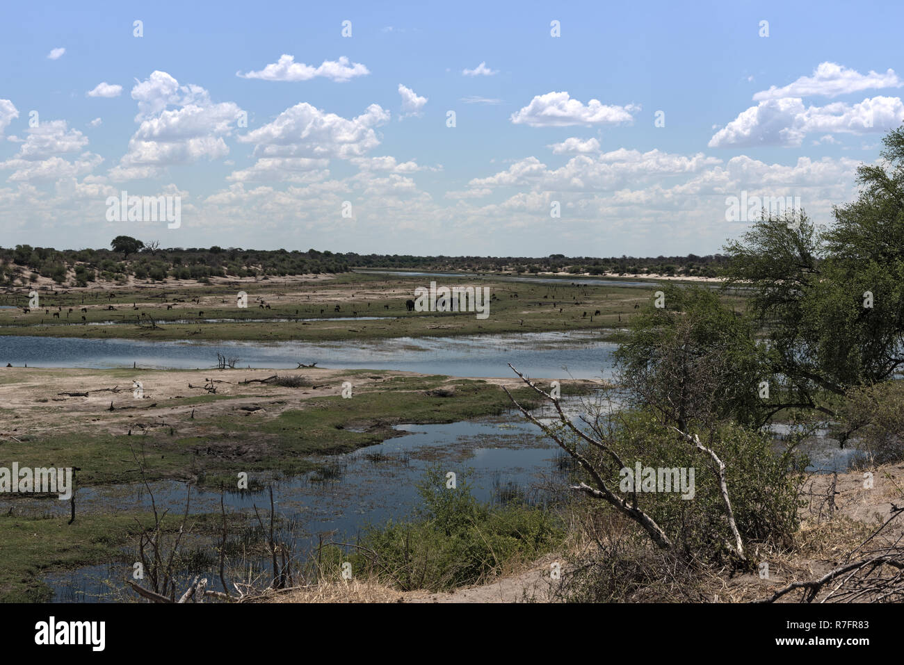 Landschaft am Boteti River, Makgadikgadi Nationalpark, Botswana, Afrika Stockfoto