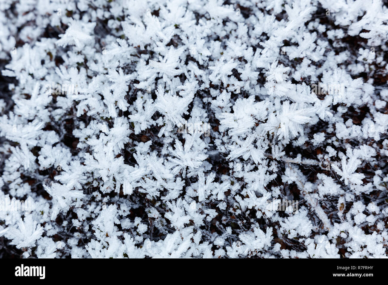 Frosted winter Blätter und Pflanzen, die für den Hintergrund Stockfoto