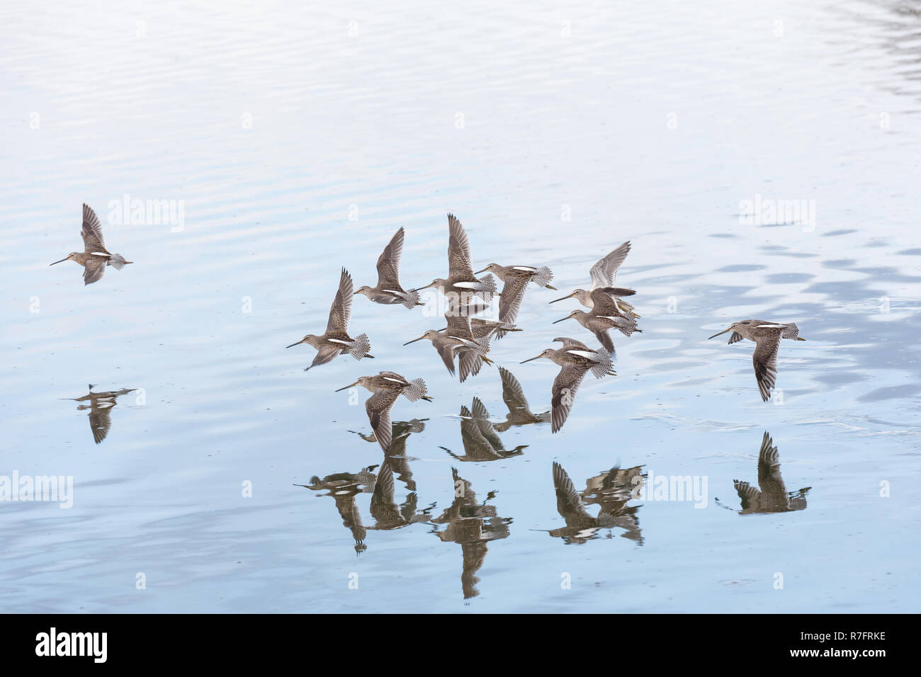 Fliegen lange Rechnung dowitcher in Vancouver BC Kanada. Stockfoto