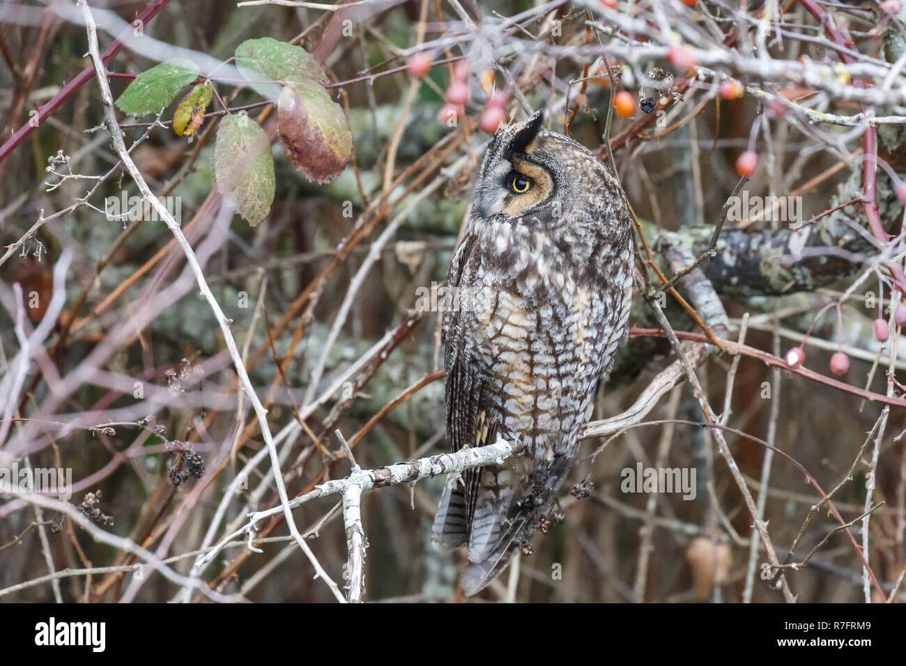 Lange eared owl in Vancouver BC Canada, Dez. 2018 Stockfoto