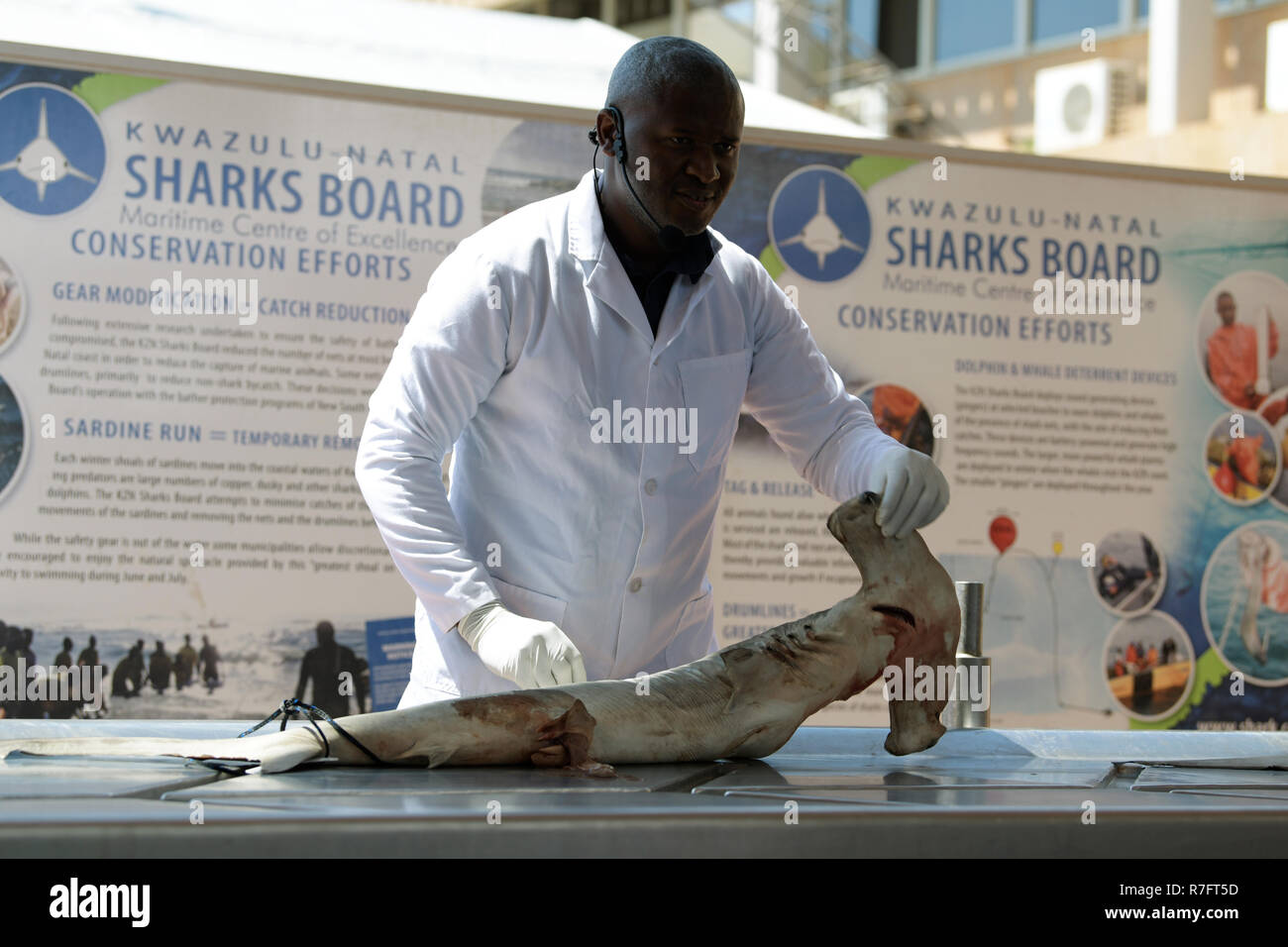 Durban, Südafrika, erwachsenen männlichen Techniker erklärt Hai Anatomie während der Zerlegung Präsentation von Natal Sharks Board, das Bewusstsein vom Aussterben bedrohte Tiere Stockfoto