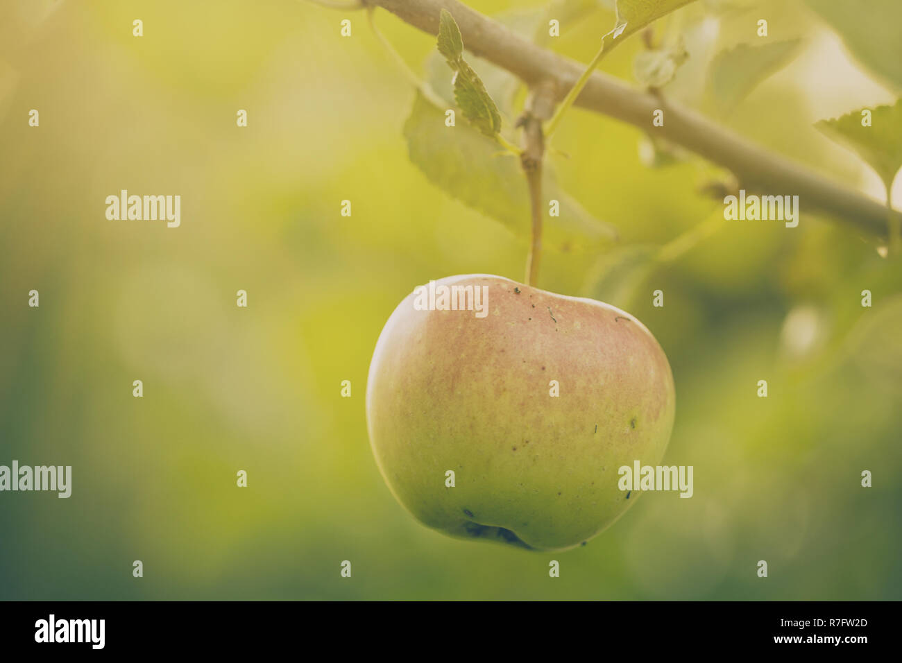 Schöne rote leckere frische Äpfel hängen an apple tree. Ernte Herbst Sommer Landwirtschaft Konzept Horizontal mit Kopie Raum Stockfoto