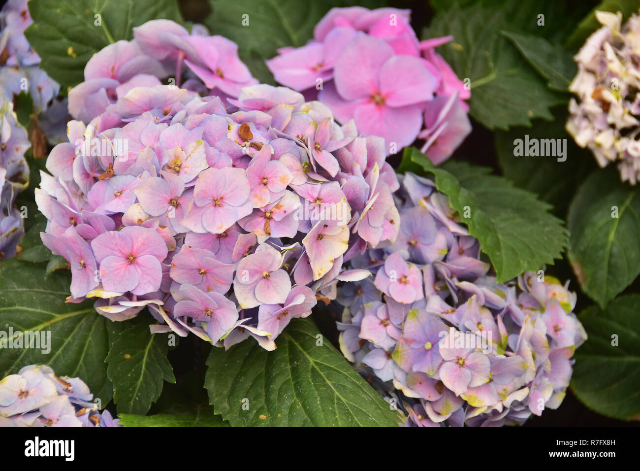 Die Violette Hortensie Blumen auf den Hinterhof Stockfoto