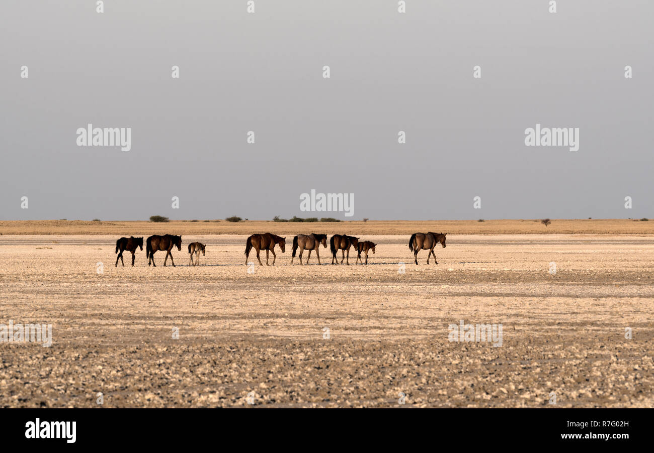 Pferde auf Makgadikgadi Pan, Pan Nwetwe in Botsuana Stockfoto