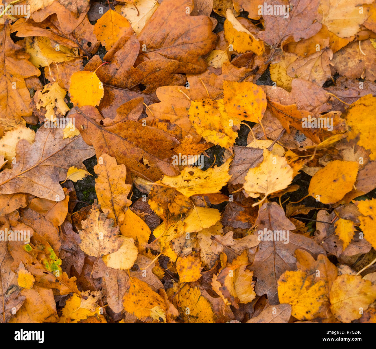 Herbstliche Blätter auf einem hellen Tag Nummer 3732 Stockfoto