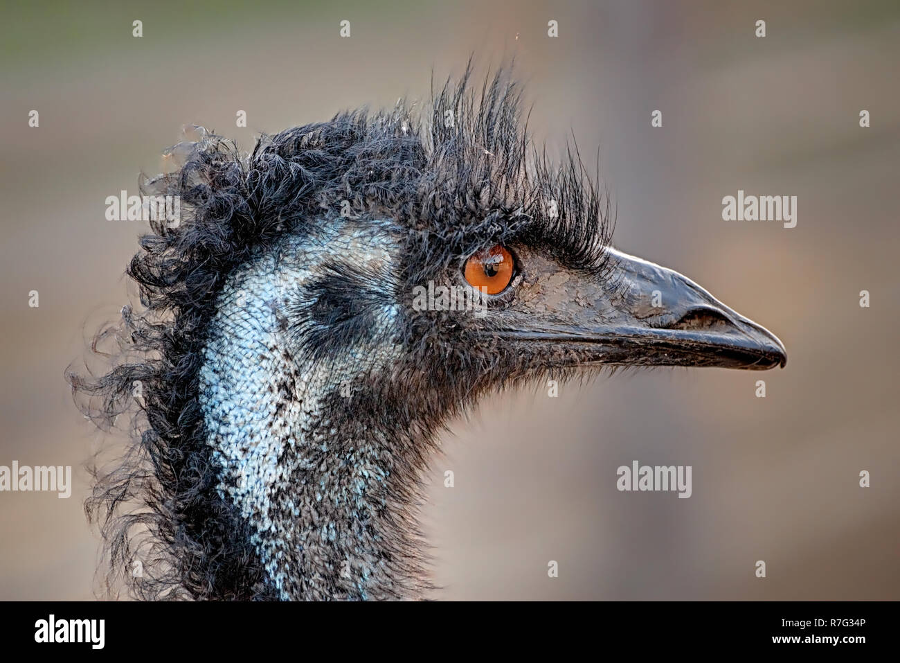Nahaufnahme eines Leiter einer Wwu, einem großen flugunfähigen Vogel Stockfoto