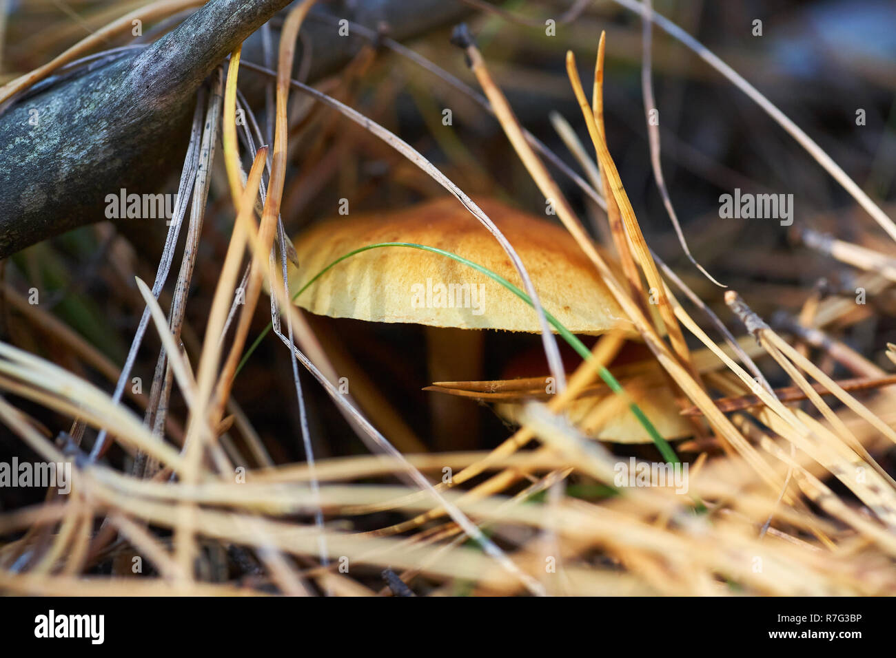 Weiß Pilz im Wald auf einem Hintergrund von Gras und Tannennadeln. Stockfoto