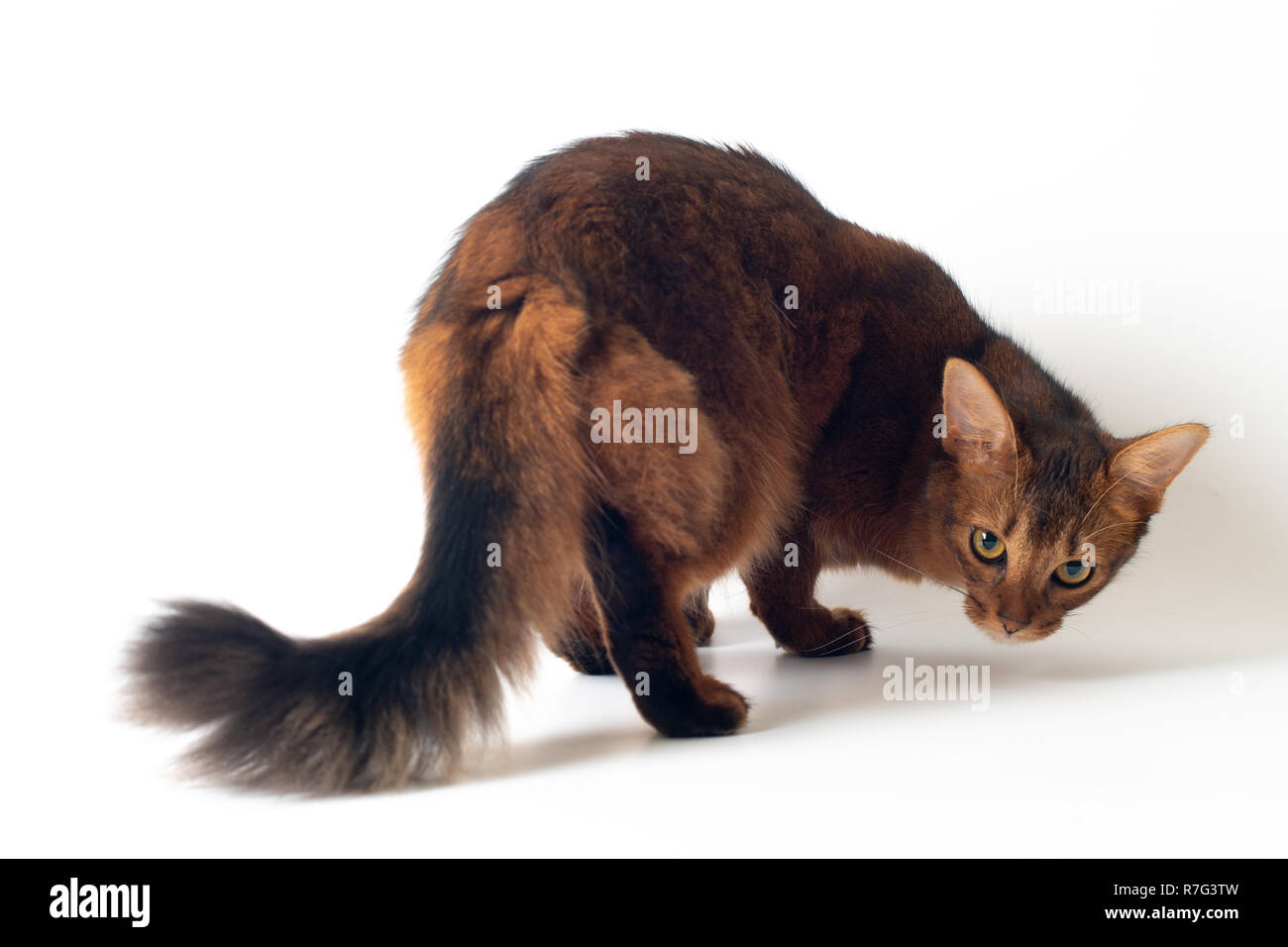 Somali Katze rötlichen Farbe auf weißem Hintergrund Stockfoto