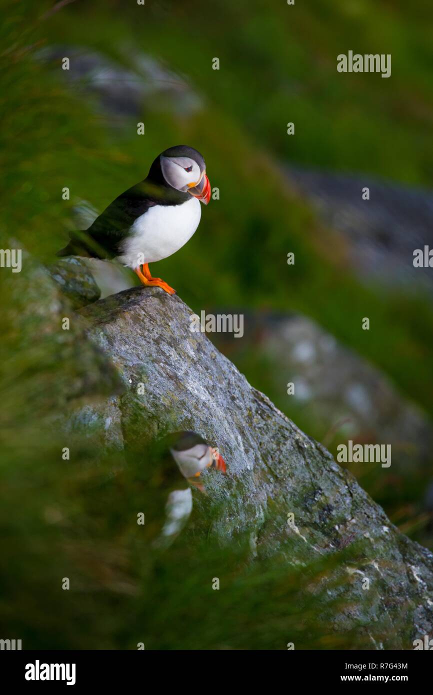 Gut Norden Vögel Papageientaucher auf der norwegischen Insel bekannte Runde Stockfoto