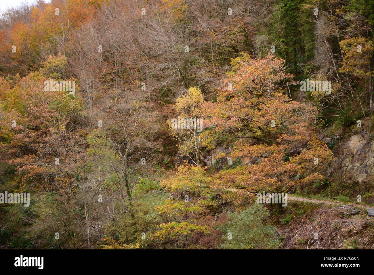 Herbstfarben im Coed y Brenin, Snowdonia National Park Stockfoto