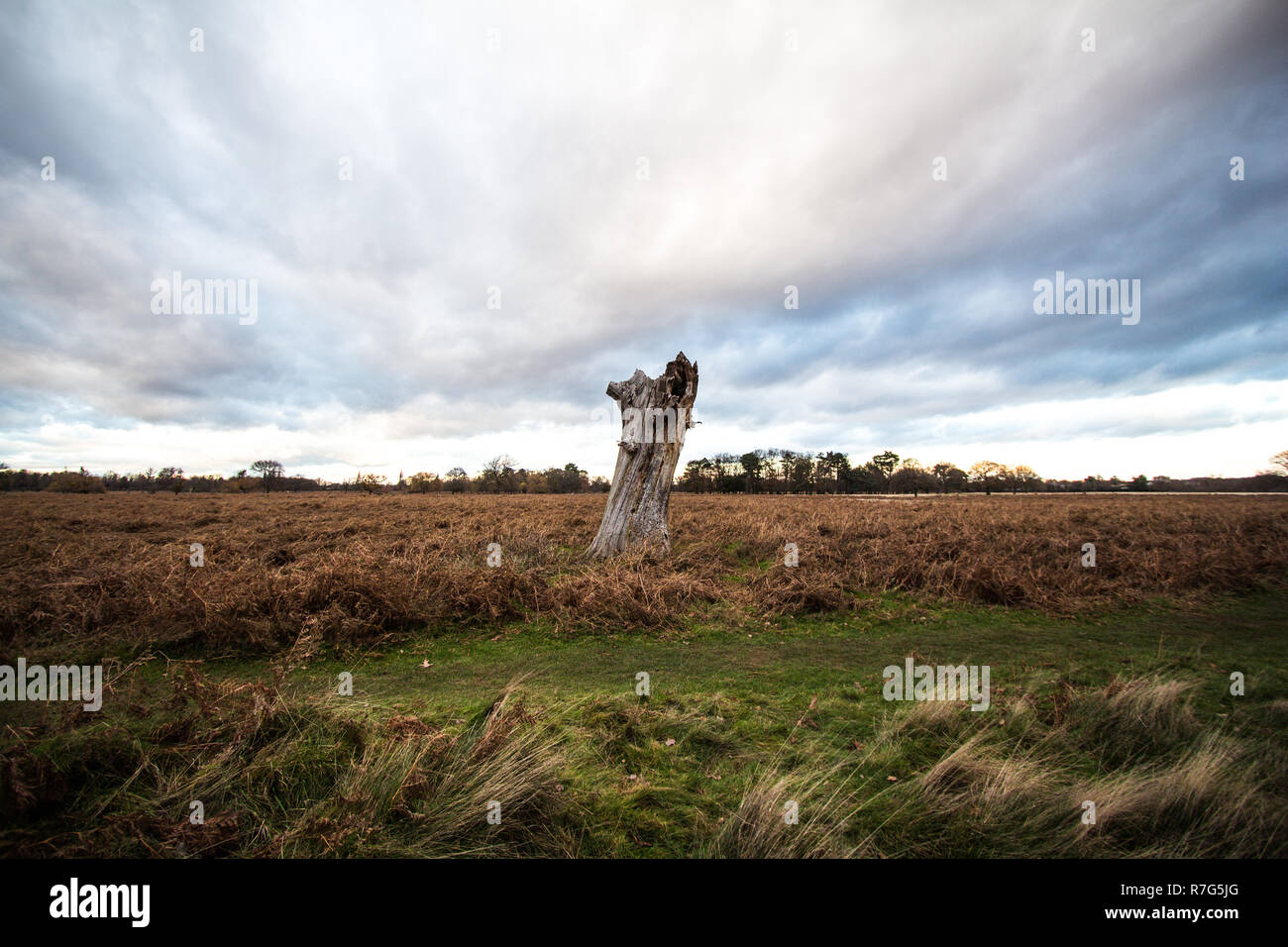 Baum im sparce Landschaft Stockfoto