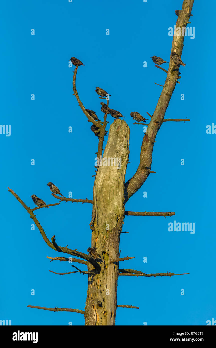 Stare (Sturnus Vulgaris) eine kleine Herde von gemeinsamen Stare thront in einem toten, blattlosen Baum im Winter. Schönen blauen Himmel Hintergrund. Porträt Stockfoto