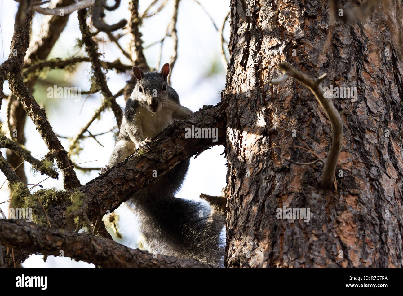 Graue Eichhörnchen auf einen Baum beobachten ihr Nest und macht laute Geräusche einzuschüchtern, Gefahren an der Bucht Stockfoto