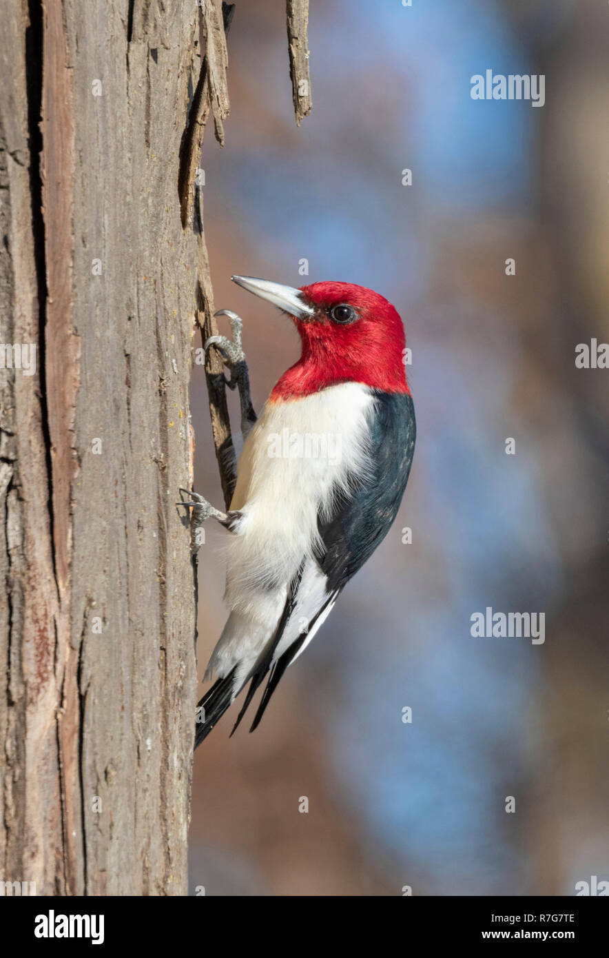 Rothaarige Specht (Melanerpes erythrocephalus) nach Fütterung auf einem Baumstamm im Winter, Iowa, USA Stockfoto