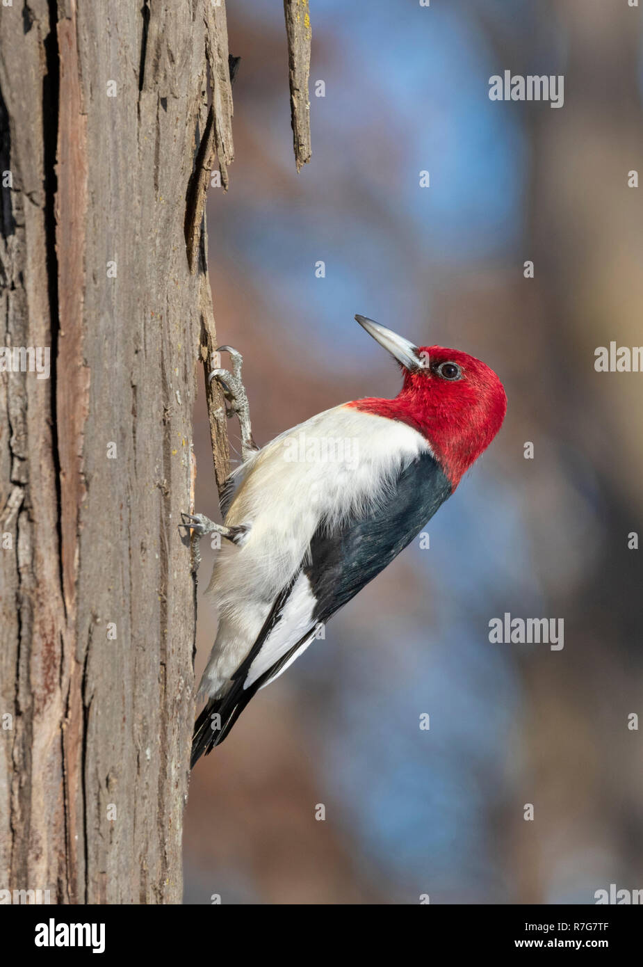 Rothaarige Specht (Melanerpes erythrocephalus) nach Fütterung auf einem Baumstamm im Winter, Iowa, USA Stockfoto